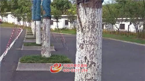 苗木造假，誰(shuí)是***大的受害者？(圖1)
